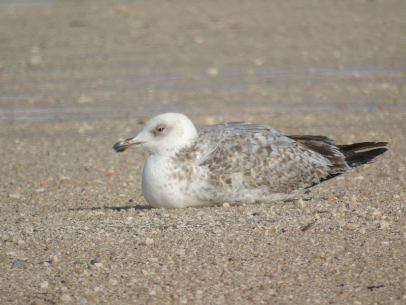 Pedido de ID - várias gaivotas - praia dafundo - 10/03/2018 Dsc03725