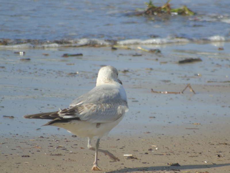 Pedido de ID - gaivota - praia do dafundo 10/03/2018 Dsc03825