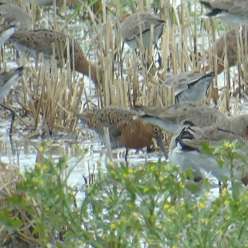 Pedido de ID - pareço um milherango mas.... - Paul da barroca - 04/03/2018 Img_1135