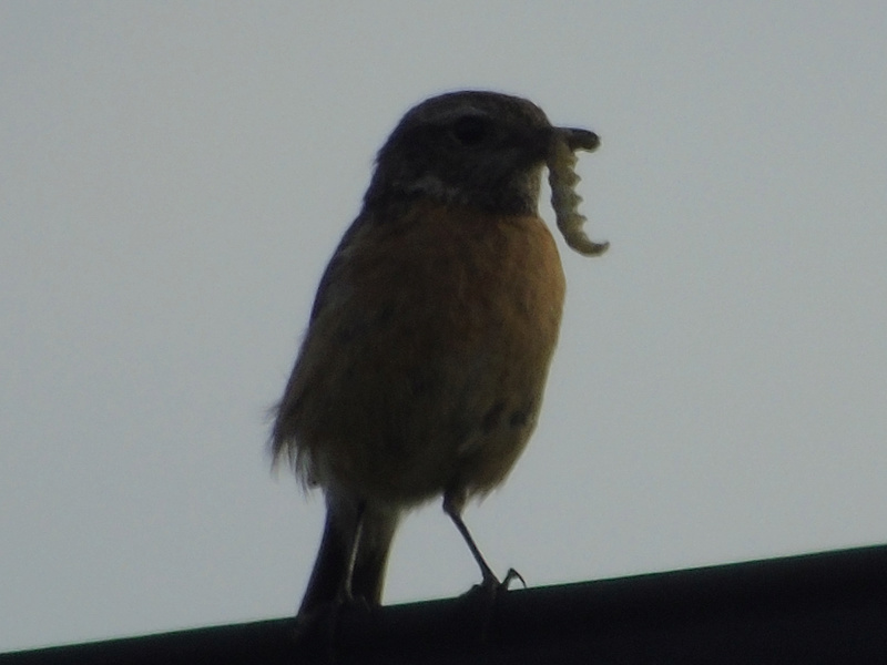 Pedido de ID - saxicola rubetra - baragem do divor - 01/04/2018 Lrm_ex44