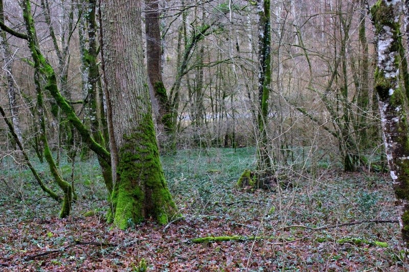 81. Forêt de Grésigne. A la recherche du splendens Bq511