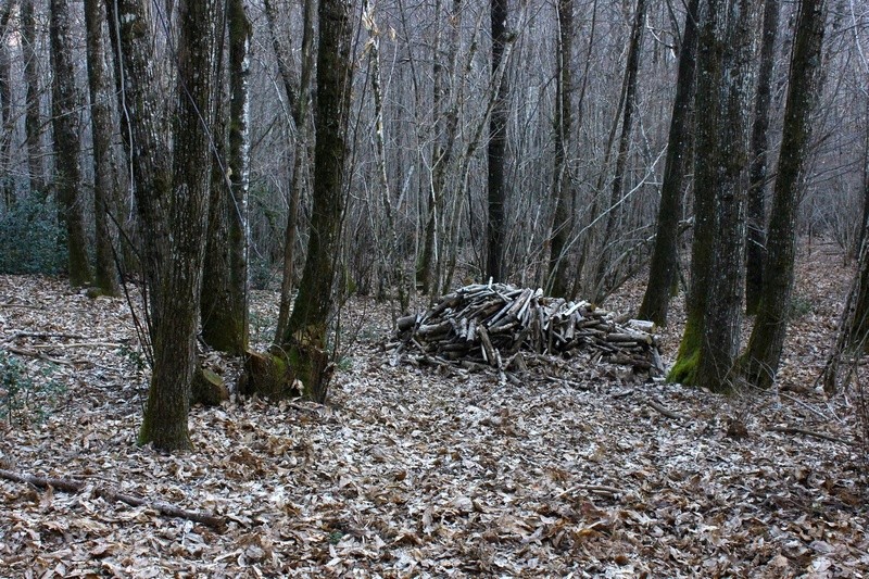 12. forêt communale de Sainte-Eulalie-de-Cernon Bq515