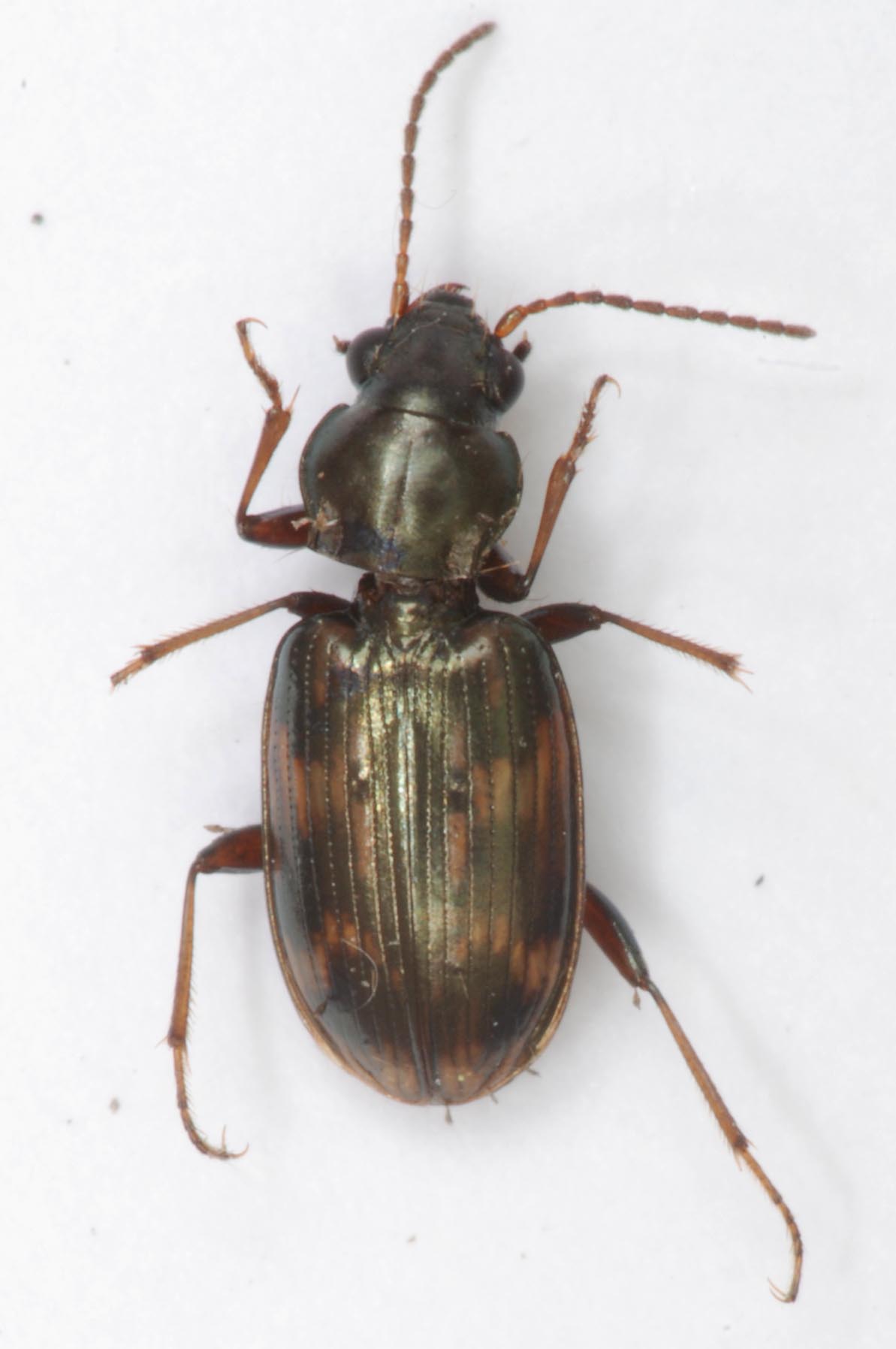 Bembidion suite [oxypselaphus obscurus,Bembidion tetracolum,Stenolophus mixtus,Anisodactylus binotatus,Bembidion dentellum,Tachys sp.] Car_st11