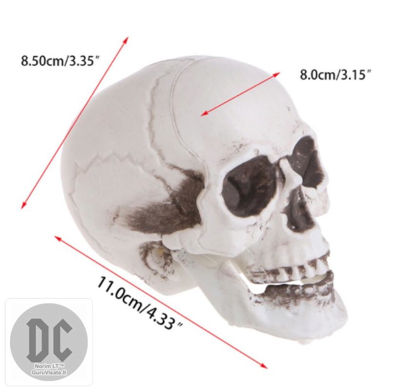 Interjero aksesuaras: žmogaus kaukolė Image022