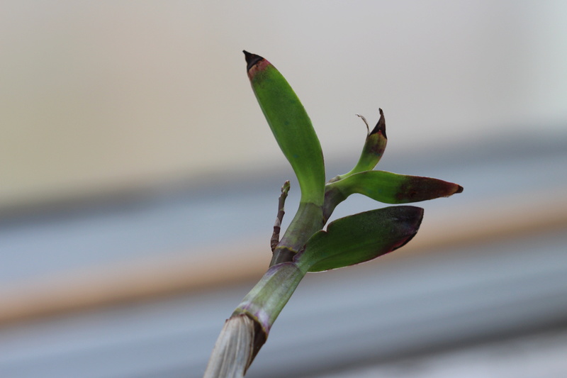 Dendrobium harveyanum malade ? Cd_orc58