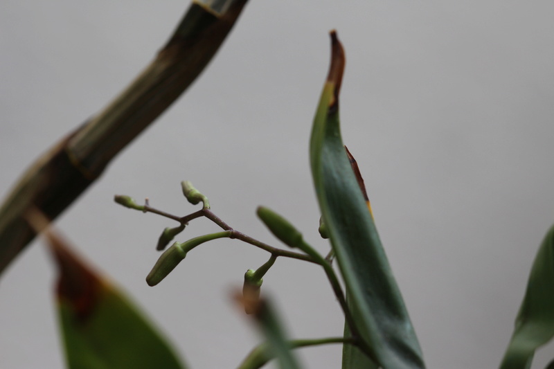 Dendrobium harveyanum malade ? Cd_orc59