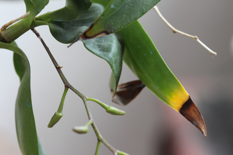 Dendrobium harveyanum malade ? Cd_orc60