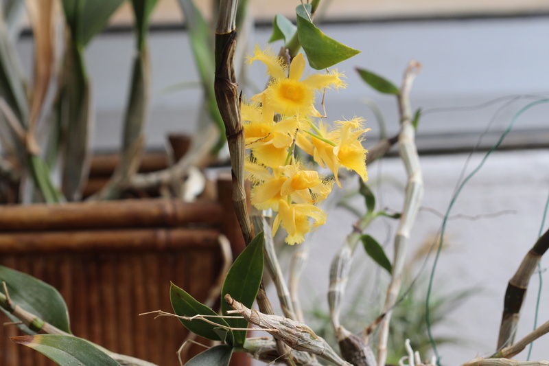 Dendrobium harveyanum malade ? Cd_orc61