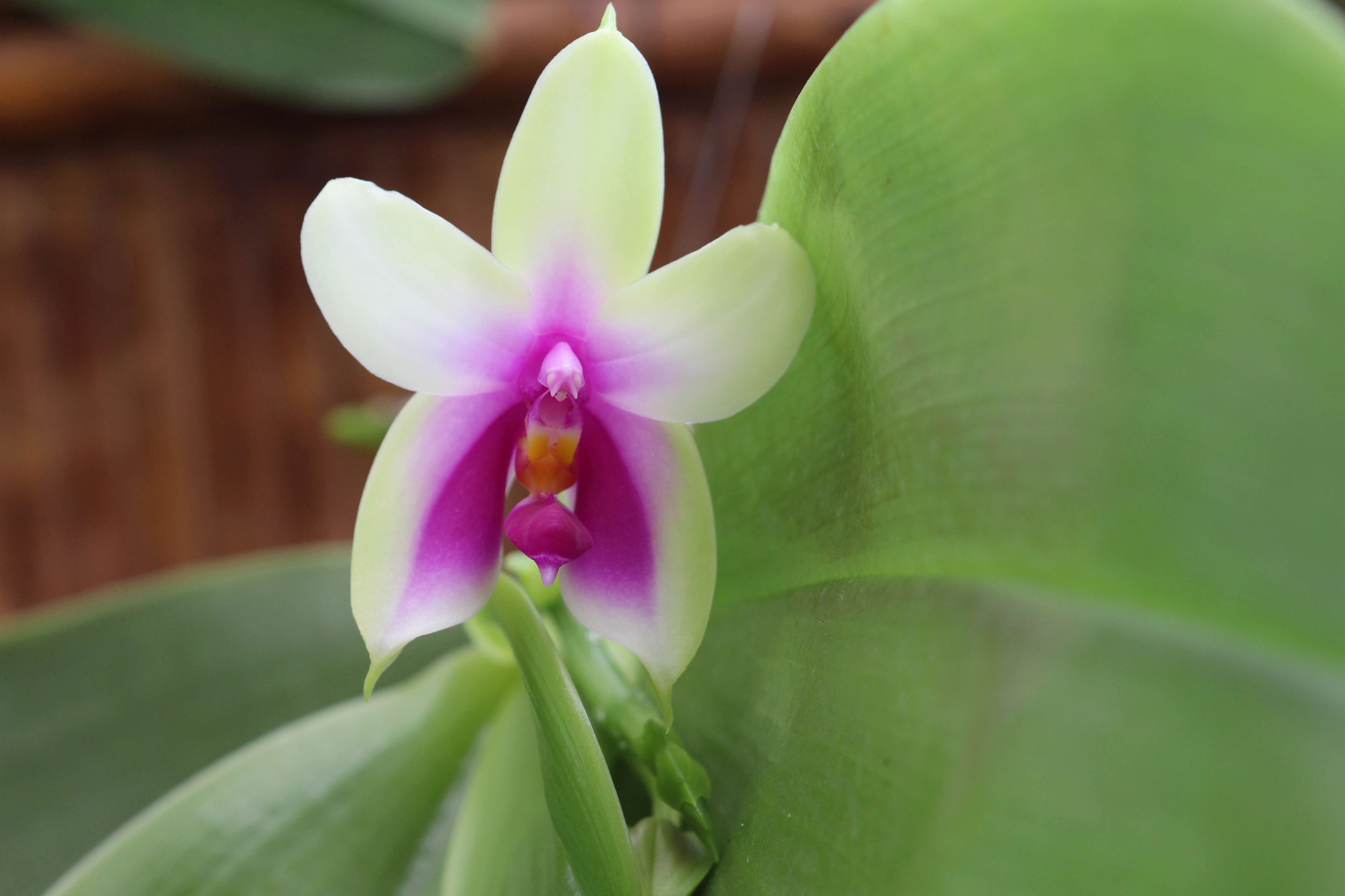 Phalaenopsis bellina Cd_orc97