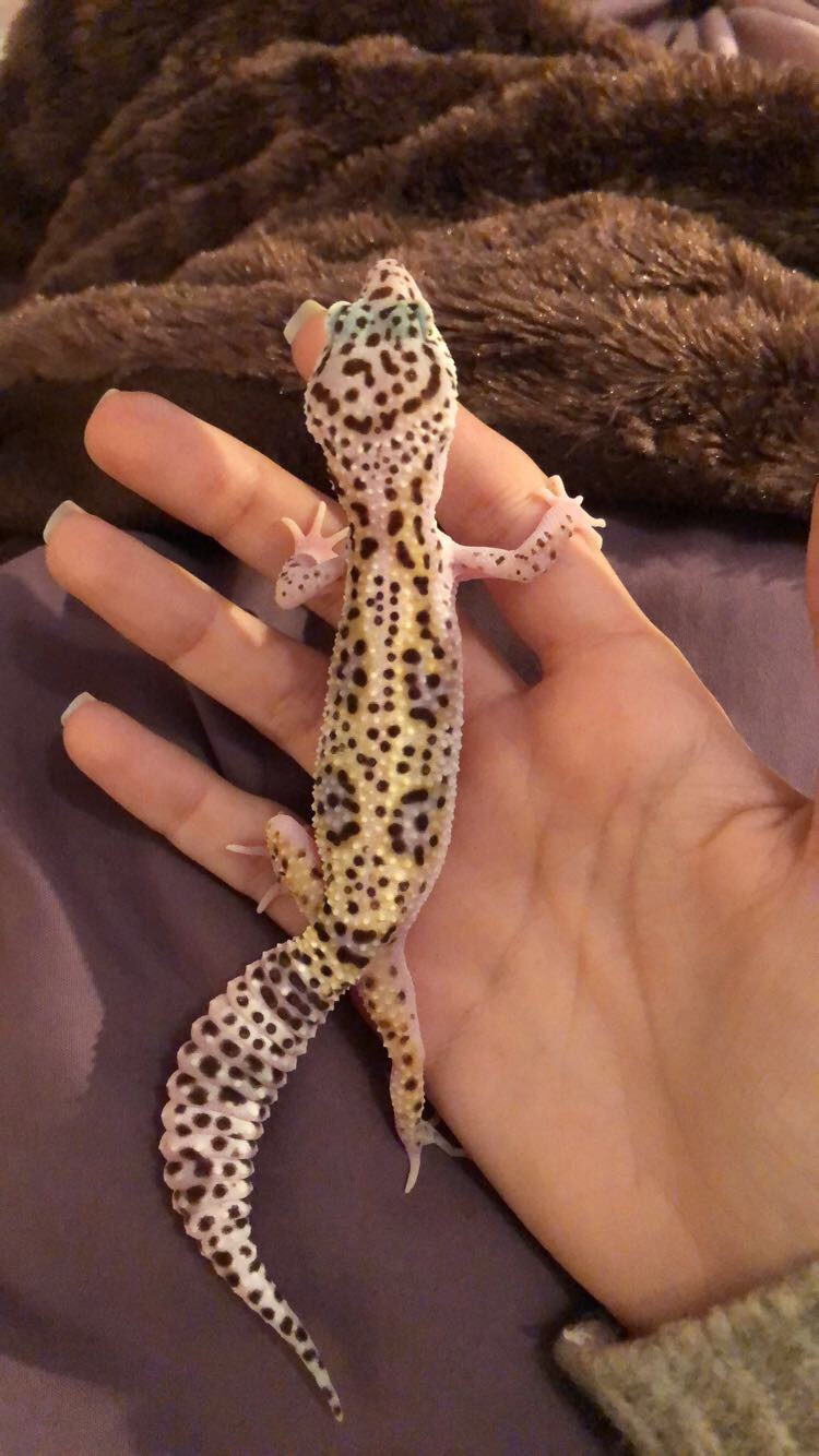 Questions gecko léopard Img_5910