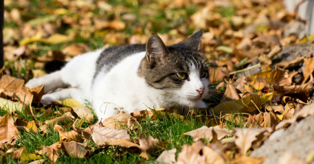 Les animaux et nous Chat-a11