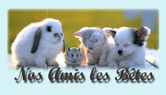 Les animaux et nous I_logo10