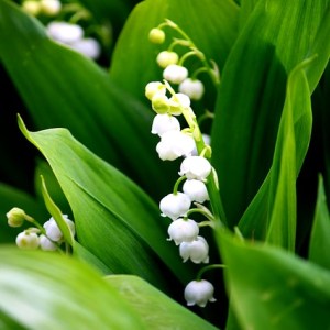 Fête du Travail : Pourquoi le premier mai ? Pourquoi le muguet ? Muguet11