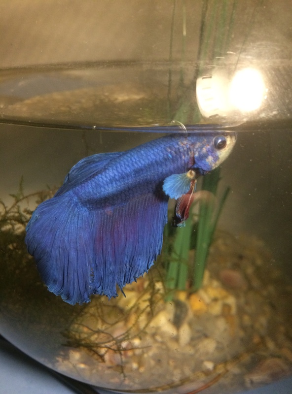 La tête de mon Betta blanchie.. 175d6d10