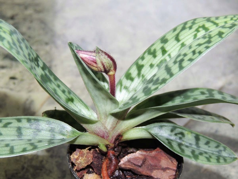 Paphiopedilum Senne Calle Paphio14