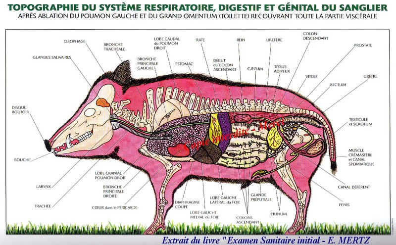Grand-gibier,où tirer !! Anatom10