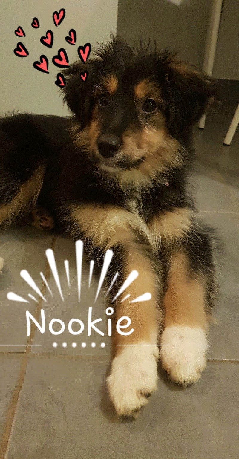 NOOKIE (ex TOSCANE) - chiot femelle croisée tricolore taille petite à moyenne adulte née en août 2017 - adoptée par Vanessa (54) - Page 3 Nookie25
