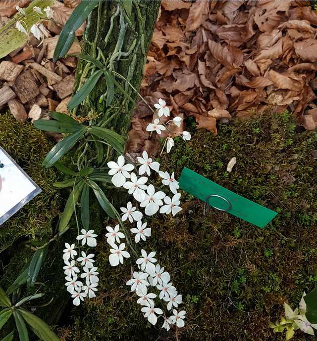 Orchideenausstellung in Bern 2018-031