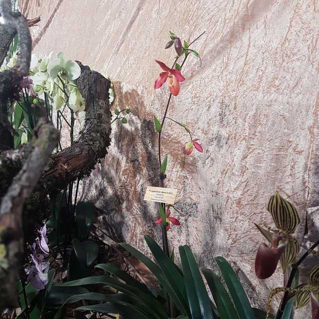 Orchideenausstellung in Bern 2018-034