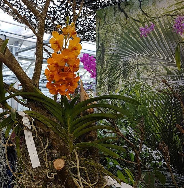 Orchideenausstellung in Bern 2018-035