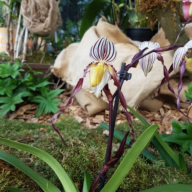 Orchideenausstellung in Bern 2018-036