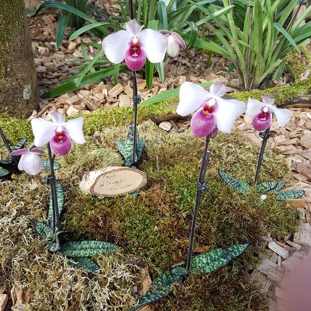 Orchideenausstellung in Bern 2018-037