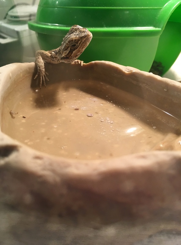 conseil pour pogona urgent Img_4410