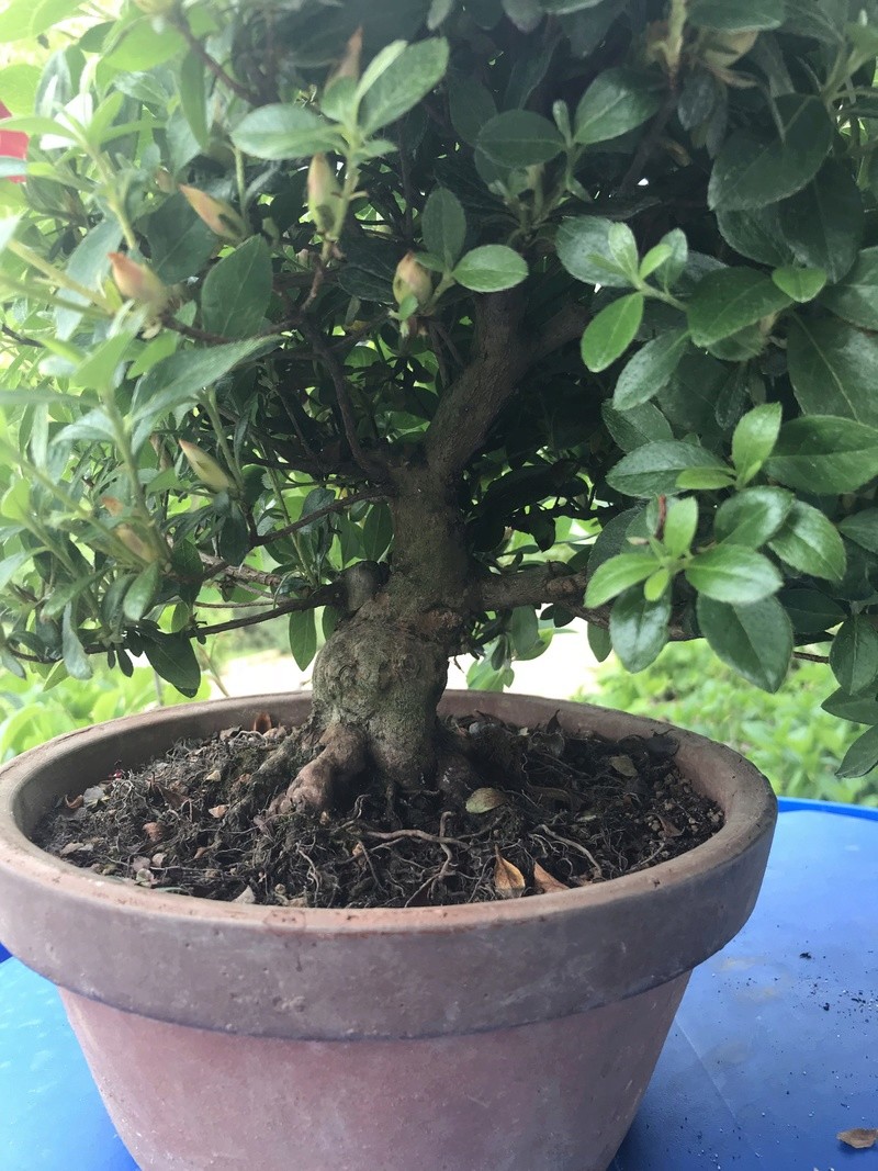 migliore innaffiatura e concimazione per l'azalea bonsai Img_1618