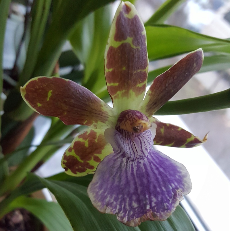Orchideen-Neuzugang 2 20180311