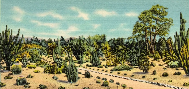 Plantacja Kaktusów Vintag10