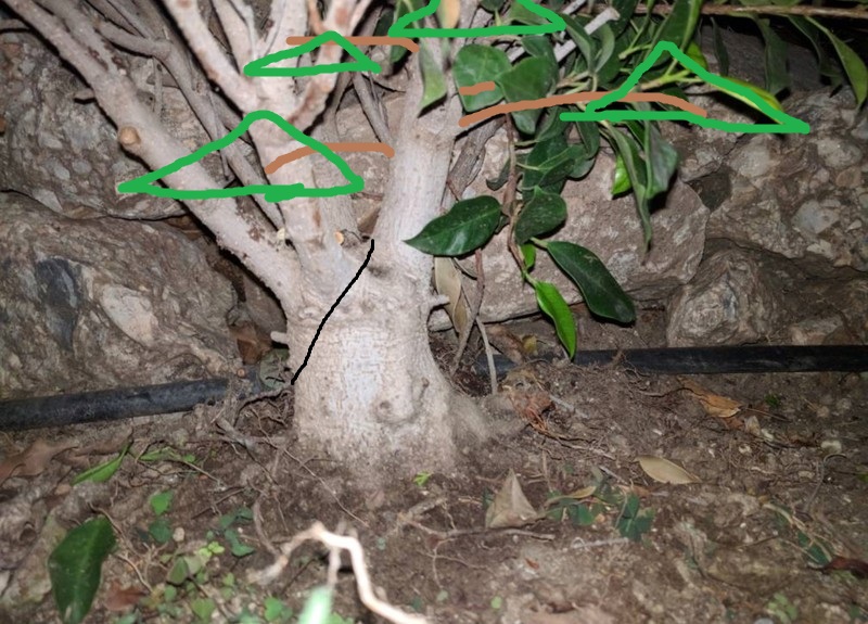 Posibles ficus banyan 20180210