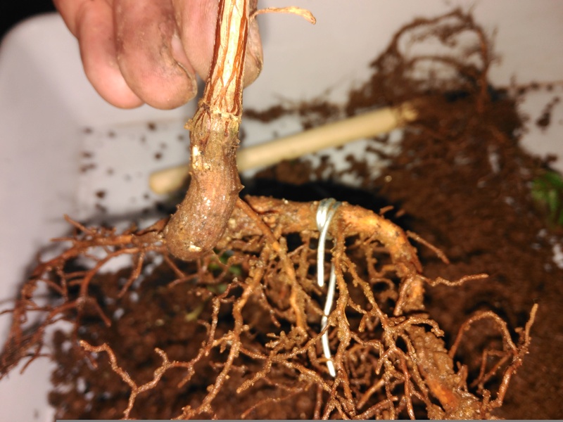 Estrangulamiento de raíz pivotante mediante alambre Img_2028