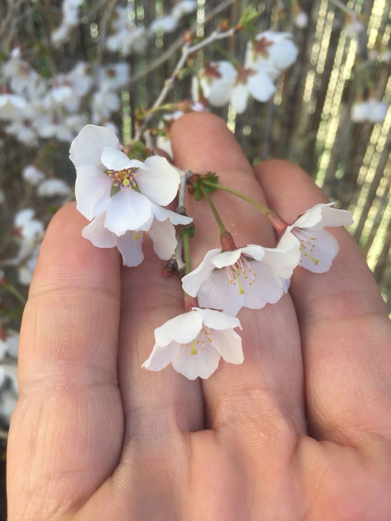 Prunus incisa “kojou-no-mai” D2fb8b10