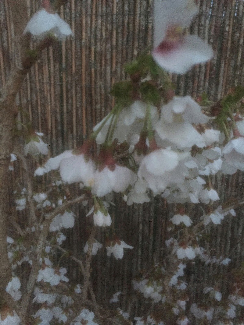 Prunus incisa “kojou-no-mai” Dbedbe10