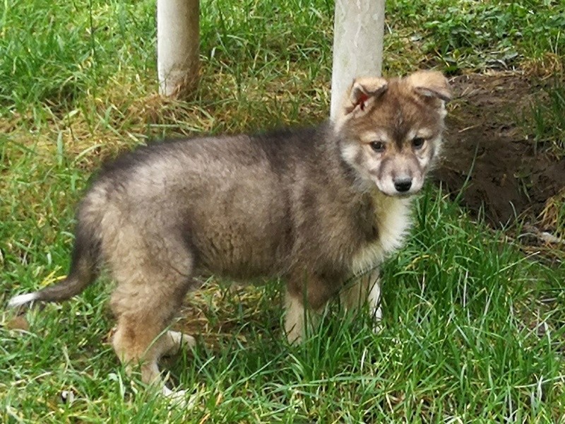 australien - Nazca, Husky croisée australien  Img_2015