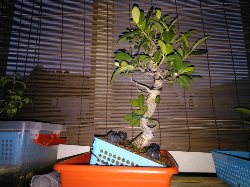 Ficus comprado como retusa pero creo que es Tiger Bark Img_2045