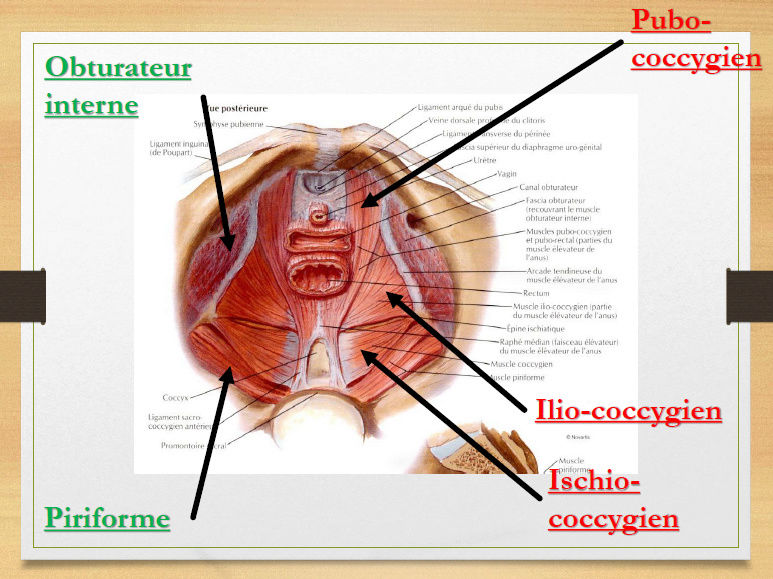 Muscles pelviens  Muscle12