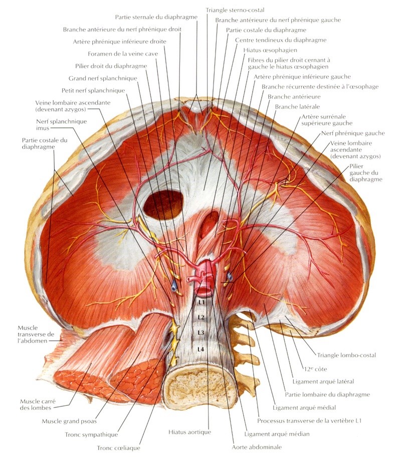 Folioles du Diaphragme  Dia_ne10