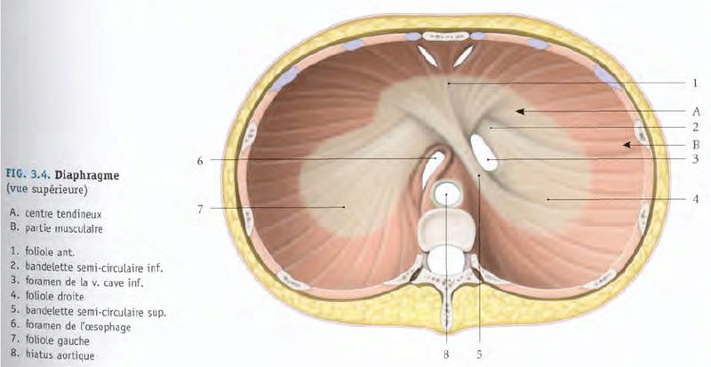 Folioles du Diaphragme  Diaphr12