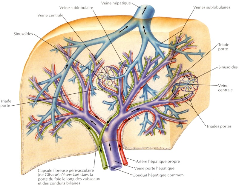 Vascularisation du foie  Foie10