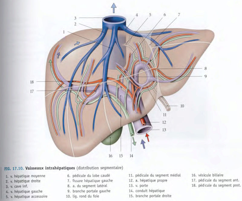 Vascularisation du foie  Foiie10