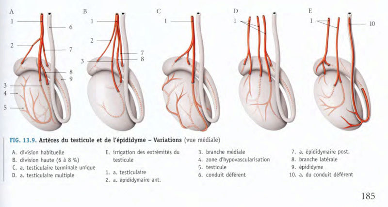 Artère épididymaire postérieure Vasc_t10