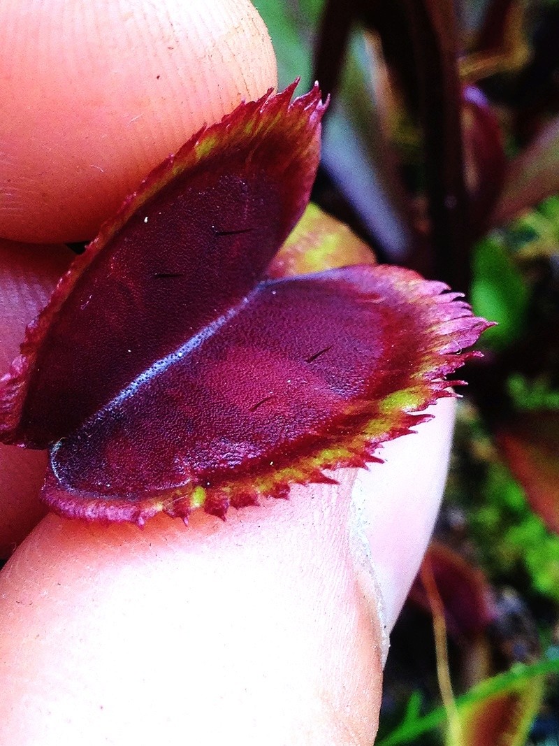 Dionaea en observation Img_2512