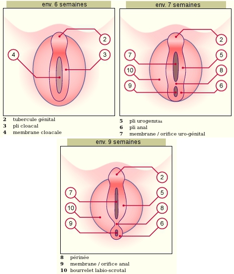 Lame vaginale 11051910