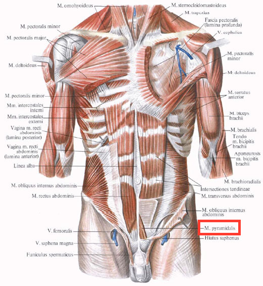 ligament de Henlé, muscle pyramidal, piliers 30910