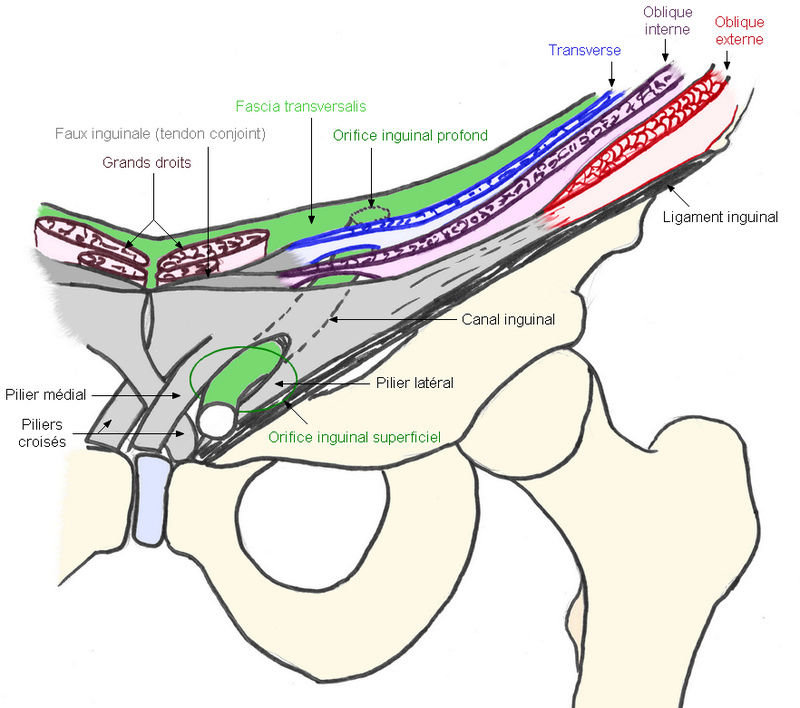 ligament de Henlé, muscle pyramidal, piliers 98643610