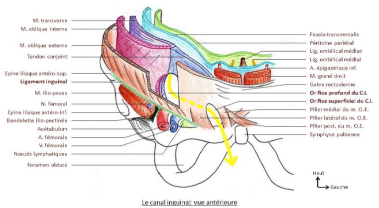 artère épigastrique Ci1010