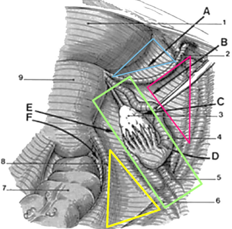 Ligament large et fosse ovarique Fosseo10