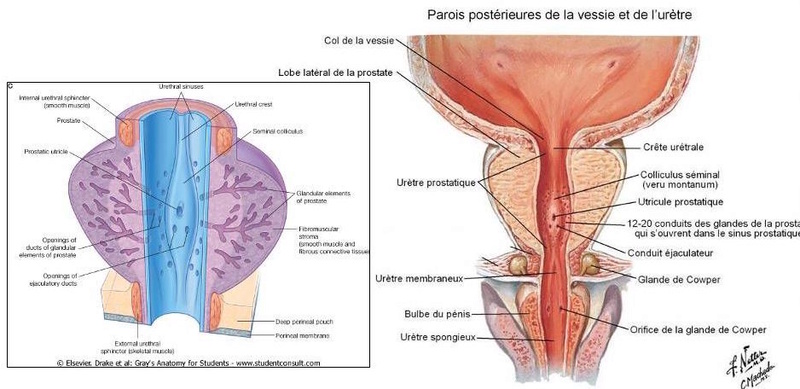 organes génitaux internes masculins  Leyury10