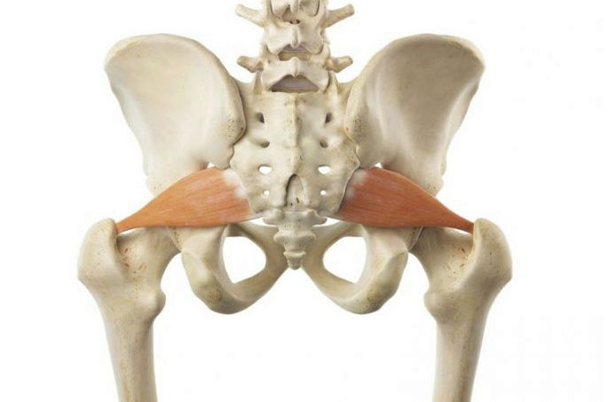 ligament de Henlé, muscle pyramidal, piliers Pirifo10